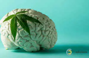 Cannabis Detoxification Clinic for Addiction Recovery